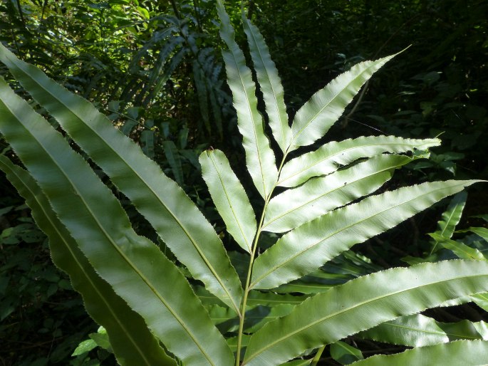 Stenochlaena tenuifolia