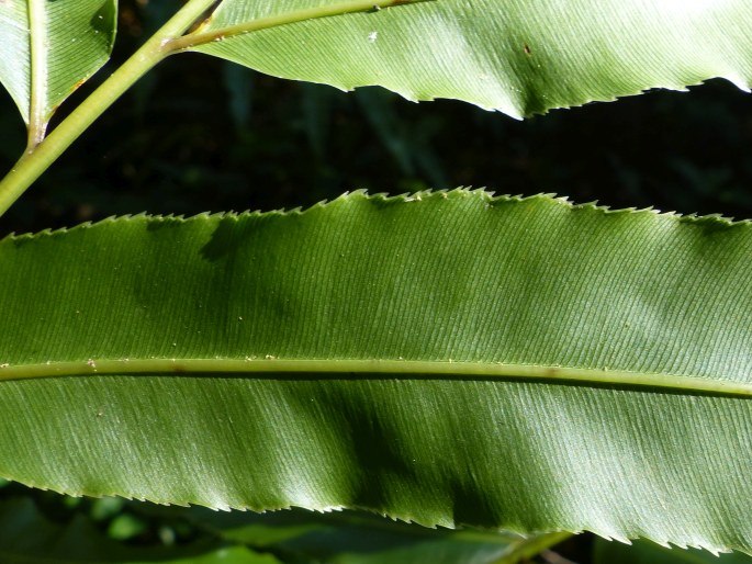 Stenochlaena tenuifolia