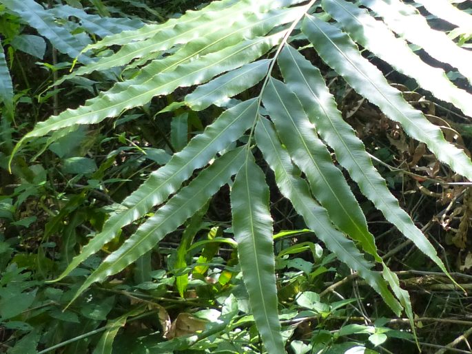 STENOCHLAENA TENUIFOLIA (Desv.) Moore