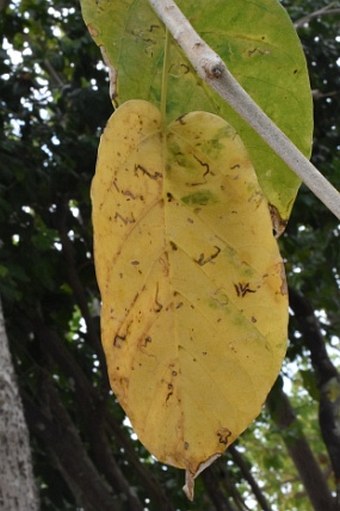 Sterculia ceramica