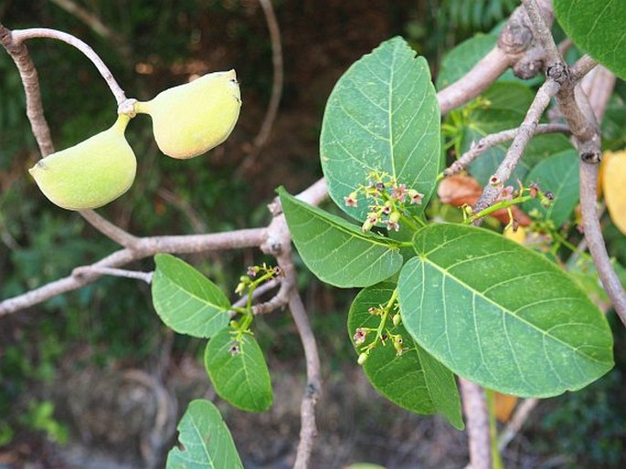 STERCULIA CERAMICA R. Br. – lejnice