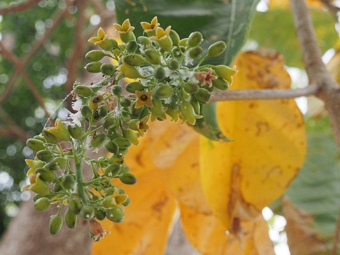 Sterculia ceramica