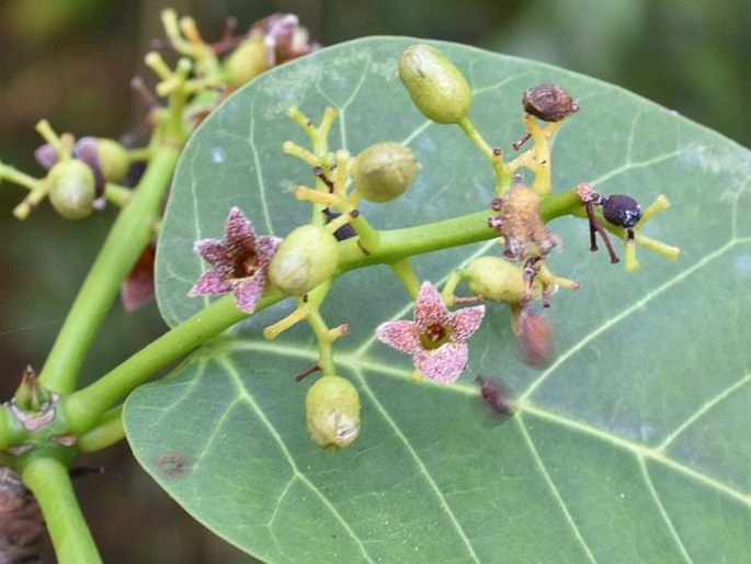 Sterculia ceramica