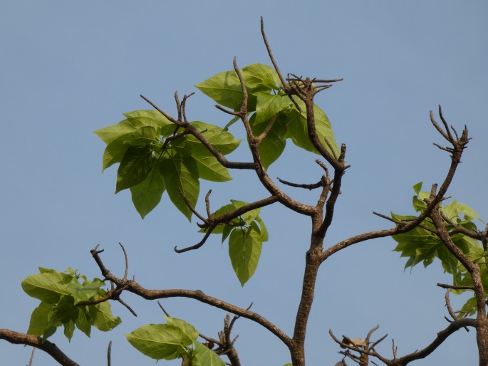 Sterculia quadrifida