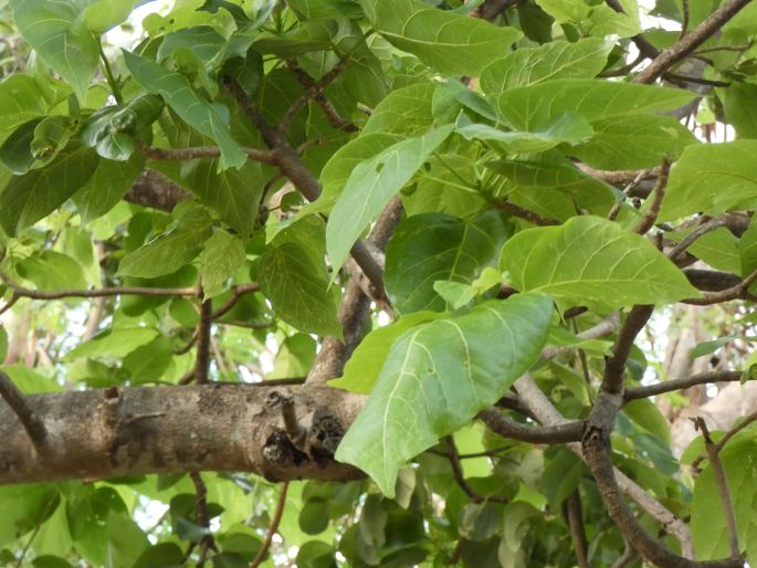 Sterculia quadrifida