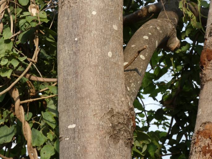 Sterculia quadrifida