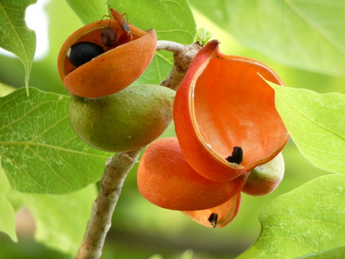 Sterculia quadrifida