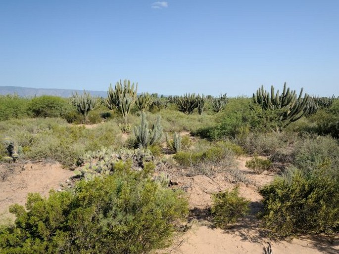 Stetsonia coryne