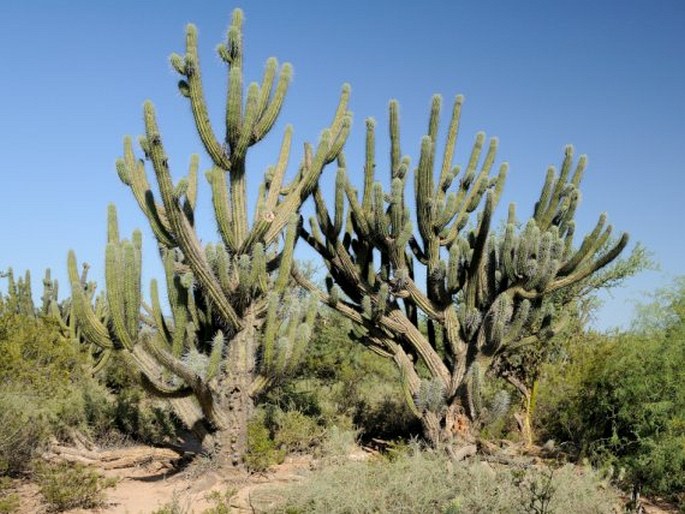 Stetsonia coryne