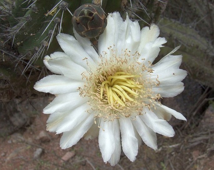 STETSONIA CORYNE (Salm-Dyck) Britton et Rose