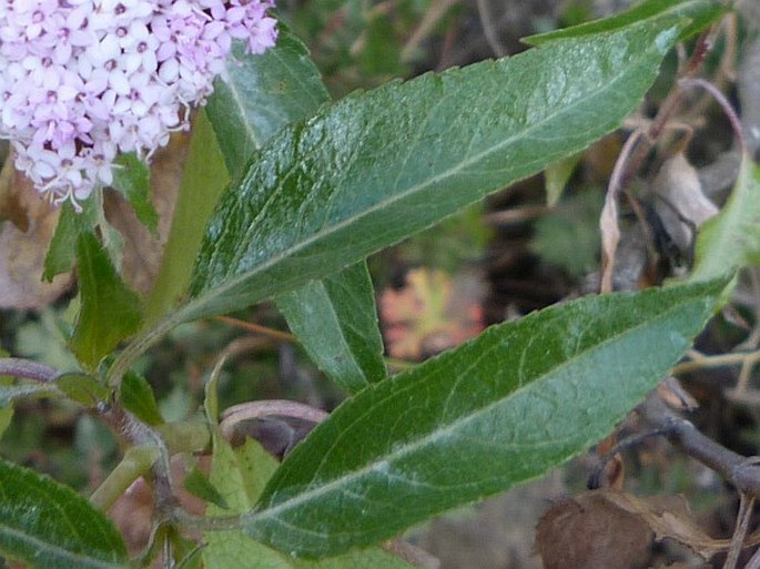 Stevia lucida