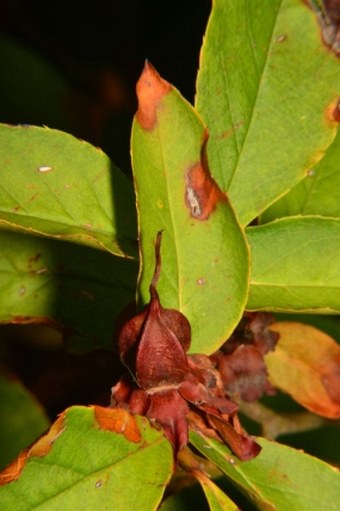 Stewartia pseudocamellia