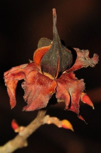 Stewartia pseudocamellia