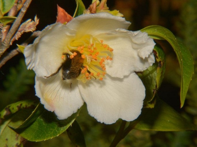 STEWARTIA PSEUDOCAMELLIA Maxim. – stewartie kaméliovitá