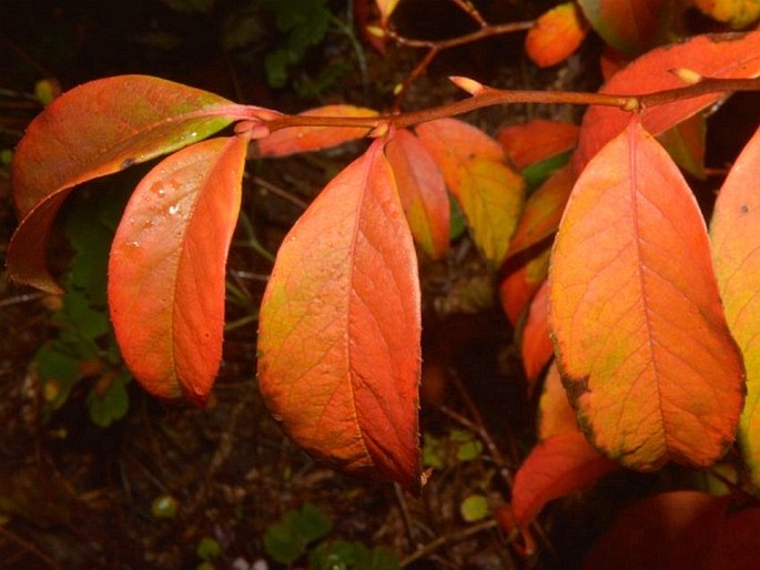 Stewartia pseudocamellia