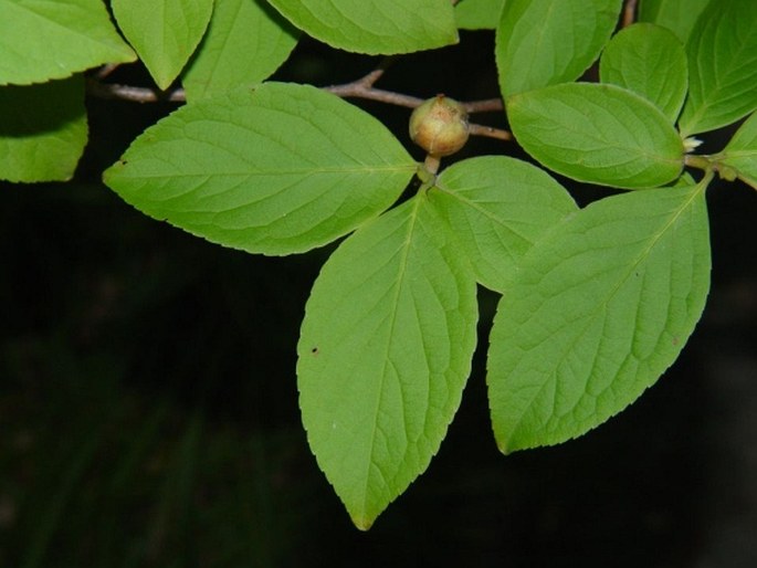 Stewartia pseudocamellia