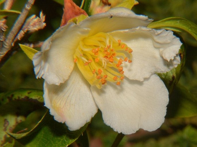 Stewartia pseudocamellia