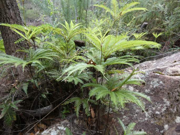 Sticherus flabellatus