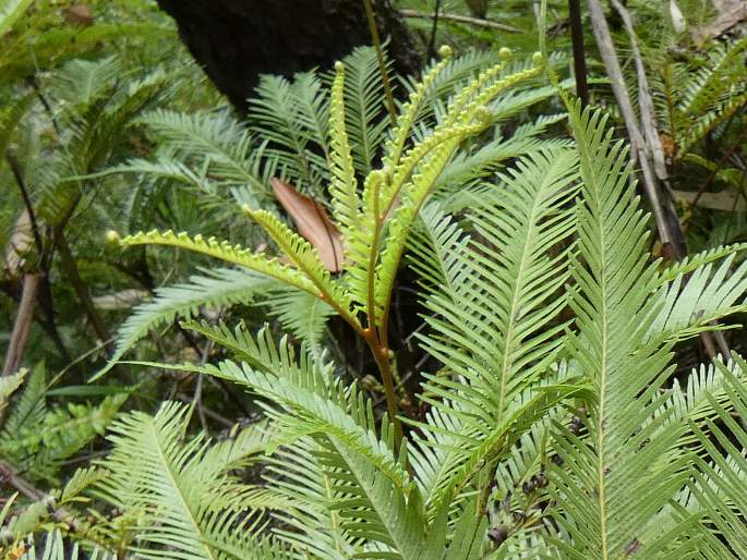 Sticherus flabellatus