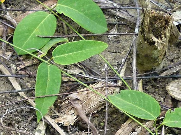 Stigmaphyllon ellipticum