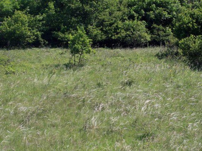 Stipa glabrata