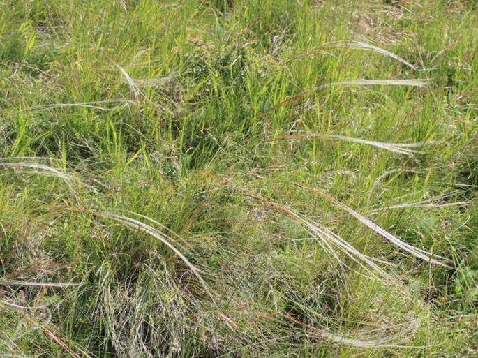 Stipa glabrata