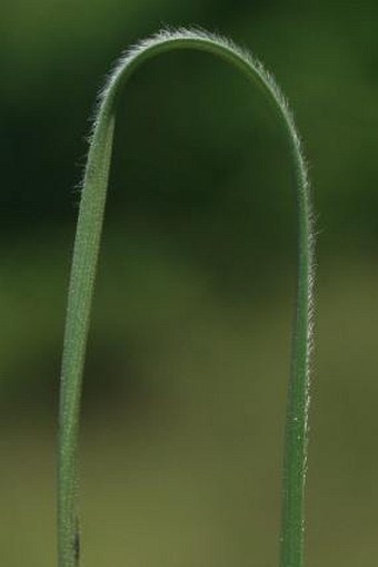 Stipa glabrata