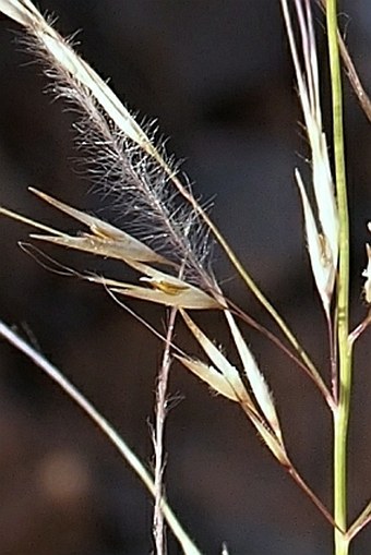 Stipagrostis plumosa