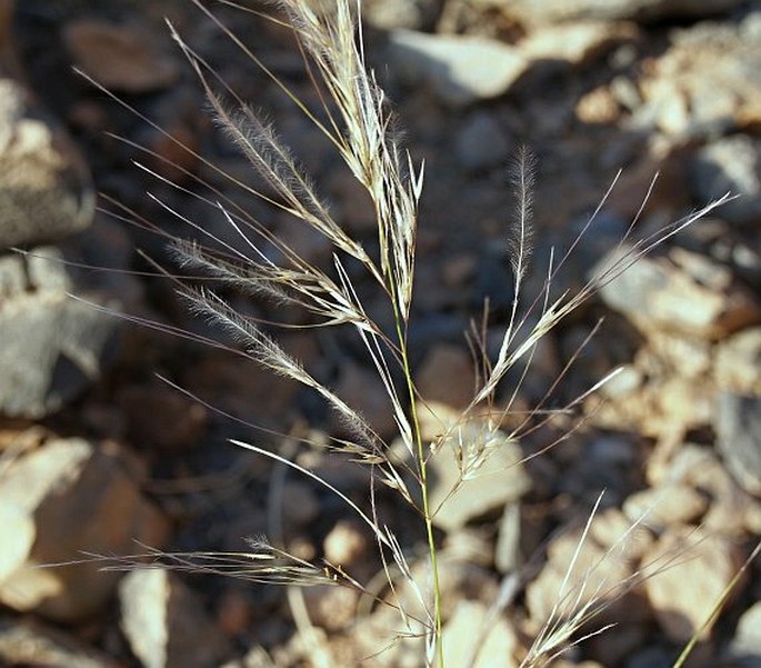 STIPAGROSTIS PLUMOSA (L.) Munro ex T. Anderson