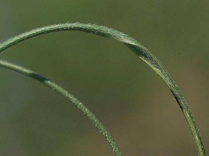 Stipa smirnovii