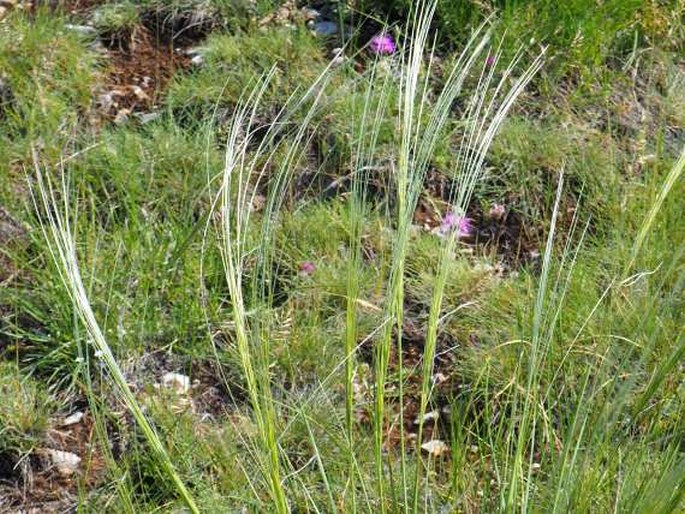 Stipa epilosa