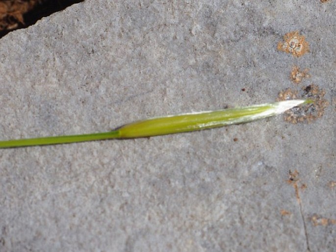 Stipa epilosa