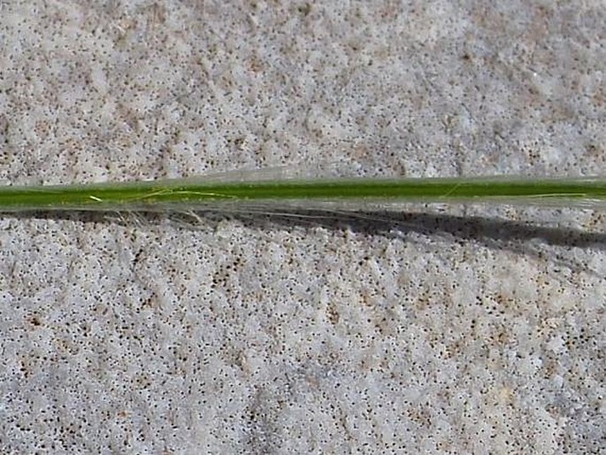 Stipa epilosa