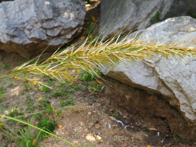 STIPA TENACISSIMA L. – kavyl halfový / kavyľ