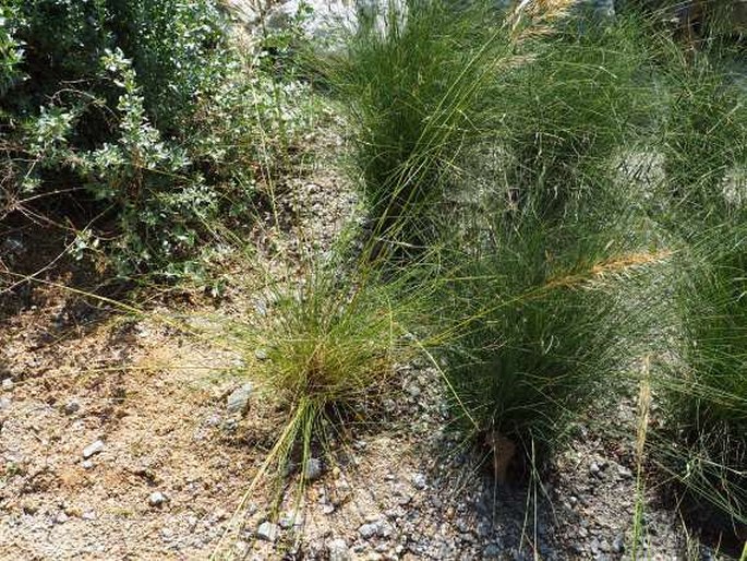 Stipa tenacissima