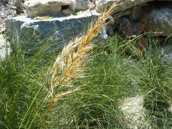 Stipa tenacissima