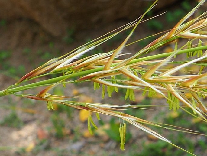 Stipa tenacissima