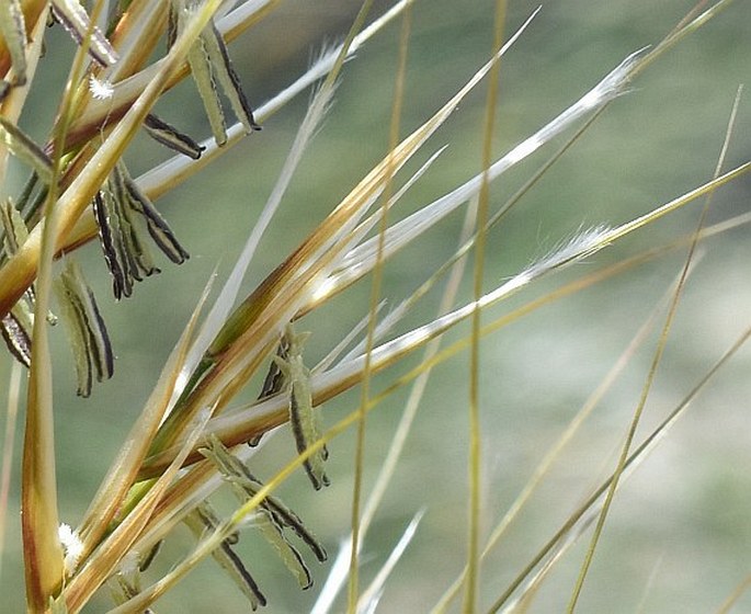 Stipa tenacissima