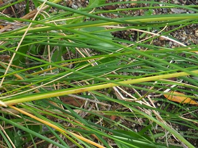 Stipa tenacissima