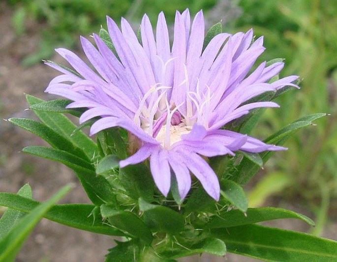 STOKESIA LAEVIS (Hill) Greene