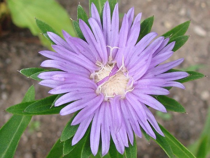 Stokesia laevis