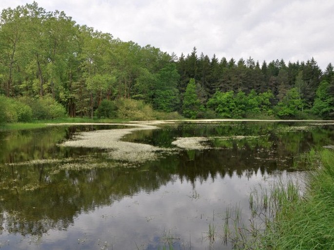 Železnohorské podhůří, Malá Straka – evropsky významná lokalita