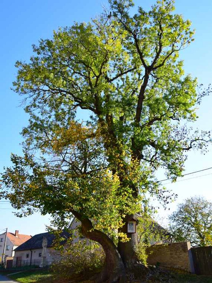 Strakovská lípa