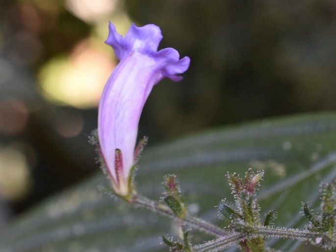 Strobilanthes gracilis