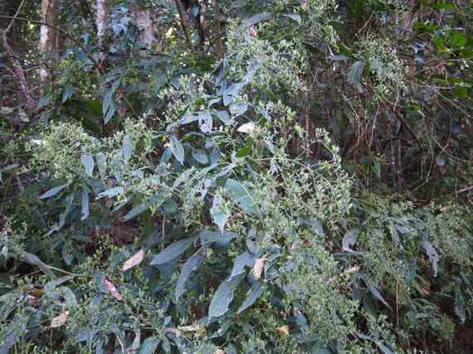 Strobilanthes gracilis