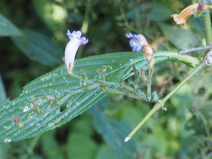 Strobilanthes gracilis