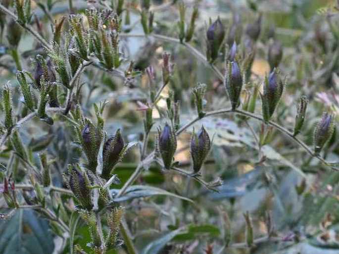 Strobilanthes gracilis