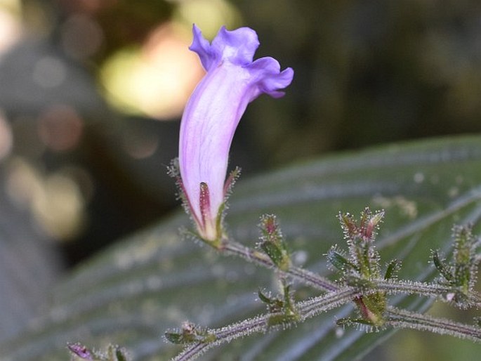 STROBILANTHES GRACILIS Bedd.