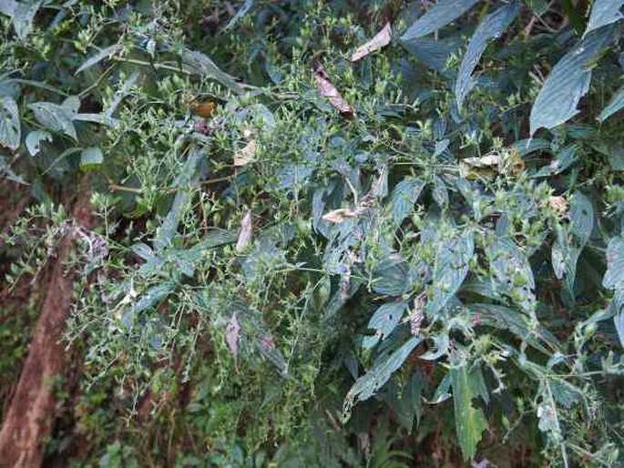 Strobilanthes gracilis