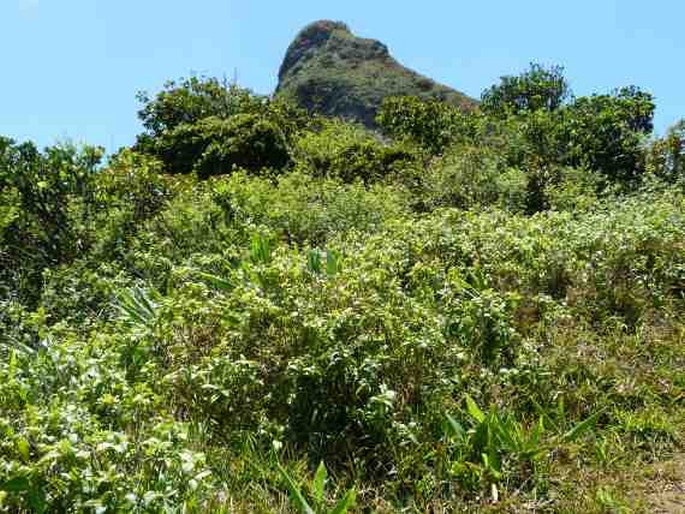 Strobilanthes hamiltoniana